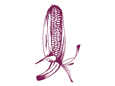 Handrawn Corn Illustration agrarian agricultural agriculture animation botanical design drawing fresh handcrafted harvest harvested healthy homestead illustration natural organic sketch vector vintage wholesome