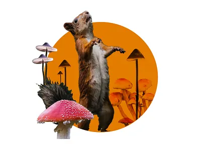 Sacred Squirrel animals digital illustration graphic design mushrooms photocollage
