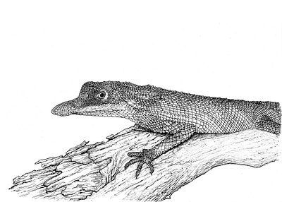 Wildlife project, UK - Endemic lizard species Knuckles RES, LK ink pen sketches wildlife