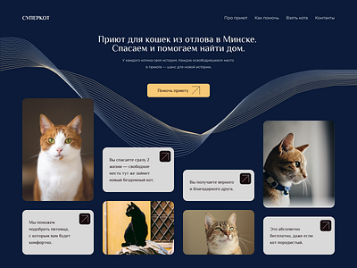 Help homeless cats branding cats cute design figma stylish ui