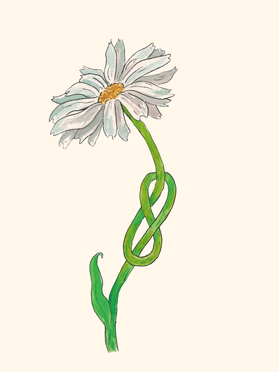 knotted daisy (on beige bg) daisy design flower illustration knot