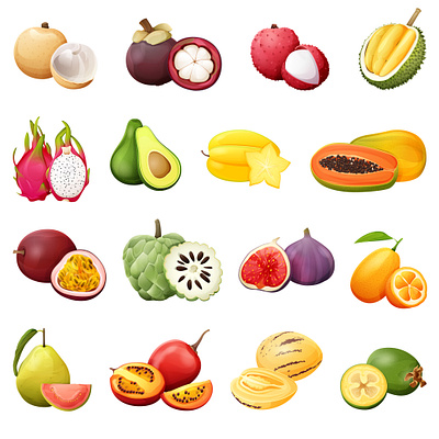 Exotic fruits art digital art food fruits illustration set vector vectorart