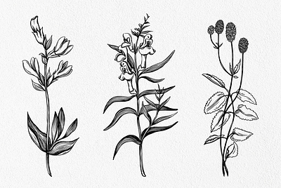 Medicinal plants graphic art illustration plants