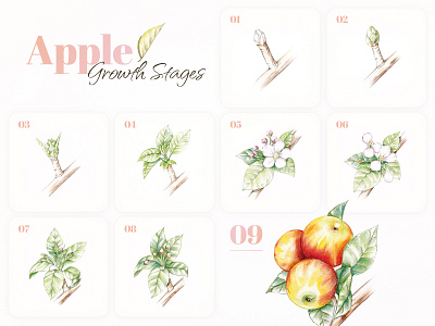 Apple Growth Stages 2d apple design drawing fruit graphic design illustration sketch
