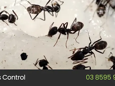 Post Banner Designed for Client graphic design