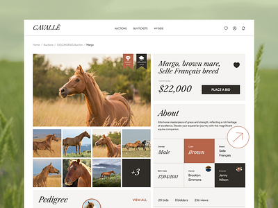 Auction Marketplace to Buy Horses design e commerce marketplace online store ui ux web web design website