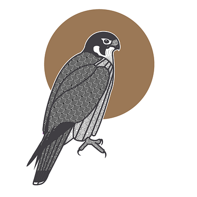 Falcon bird black and white falcon gold illustrations patterns