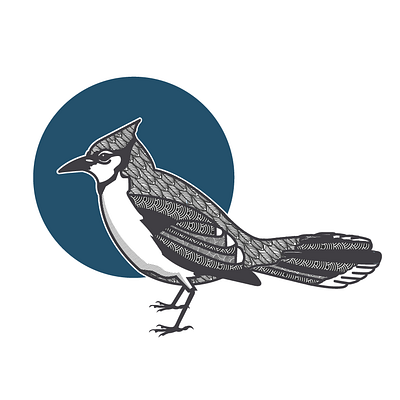 Blue Jay bird black and white blue blue jay illustration series