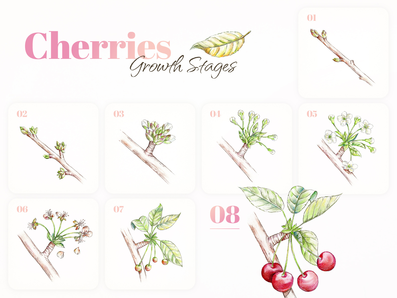 Cherries Growth Stages 2d cherries design drawing fruit graphic design illustration sketch