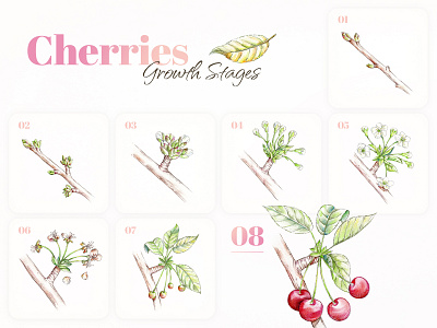 Cherries Growth Stages 2d cherries design drawing fruit graphic design illustration sketch