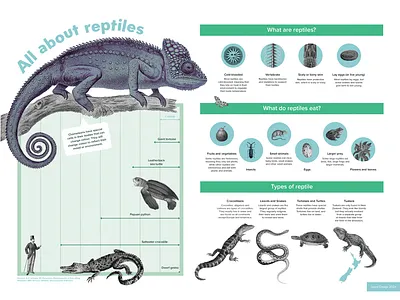 Children's infographic poster childrens illustration graphic design infographics information design layout poster design