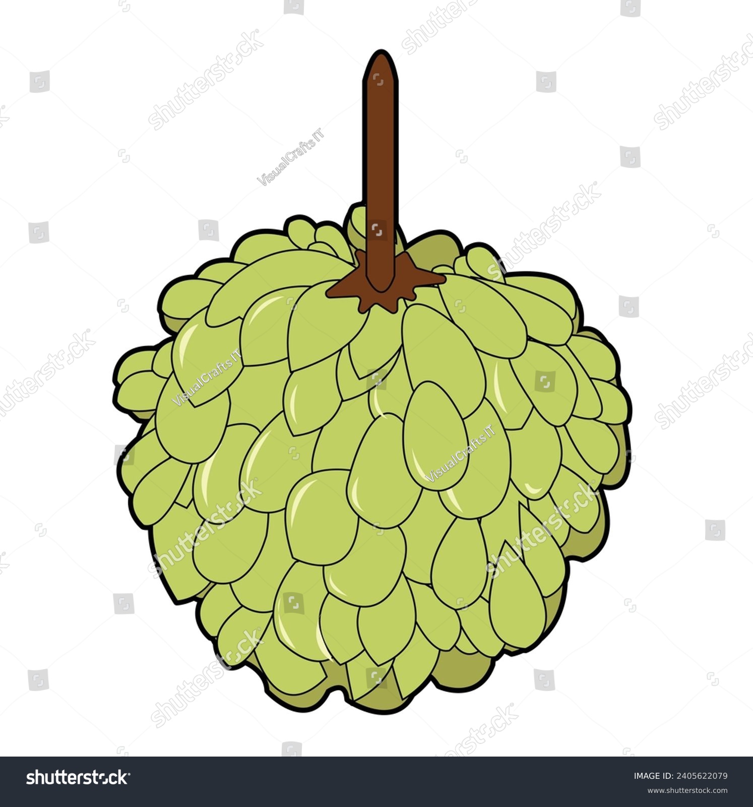 Custard Apple Drawing - YouTube