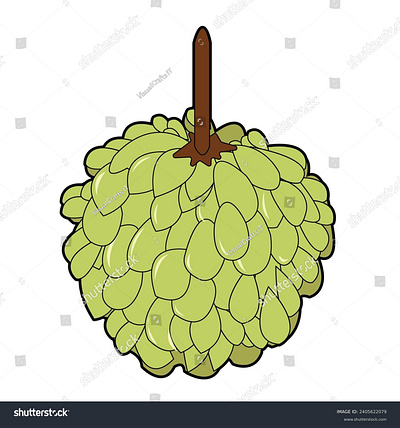 Custard apple cartoon style vector illustration nutritious