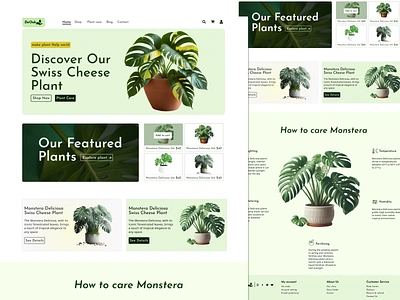 Monstera Plants DeOok E-commerce website Desgin branding design graphic design minimal ui ux web website