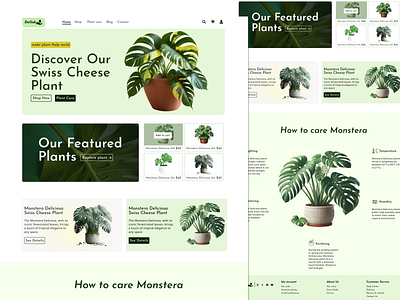 Monstera Plants DeOok E-commerce website Desgin branding design graphic design minimal ui ux web website