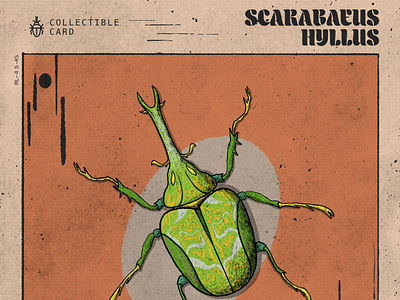 Scarabaeus Hyllus Collectible Card collectible card digital art digital painting drawing illustration illustrations original art