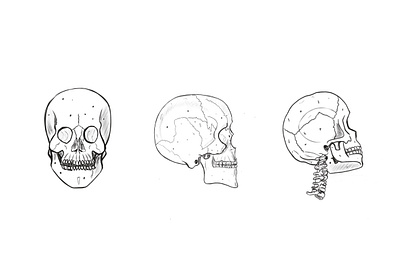 Anatomy line anatomy illustration ipad procreate