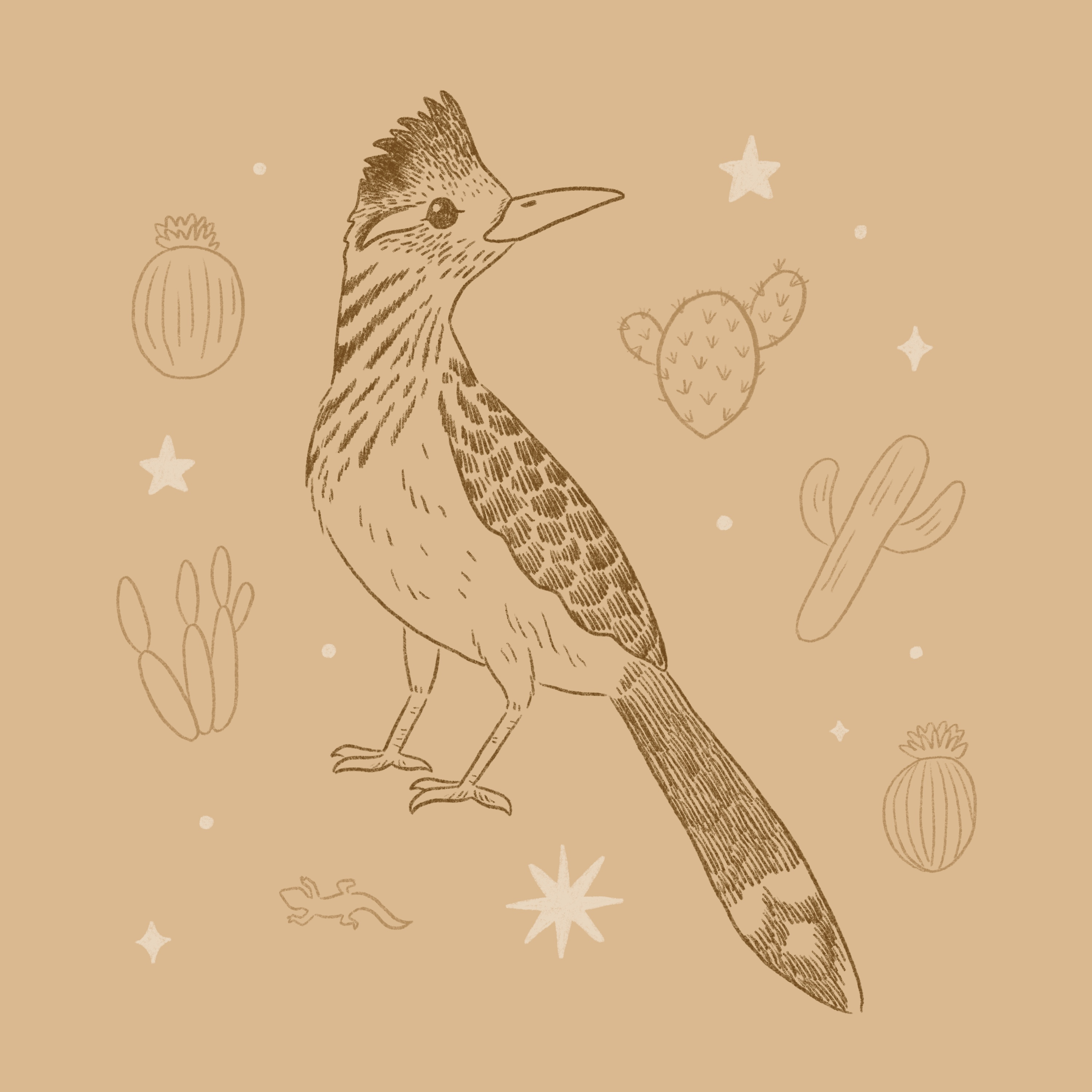 Roadrunner drawing hand drawn illustration nature procreate