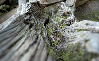 Details in the Nature close up details forest landscape nature photography tree wood