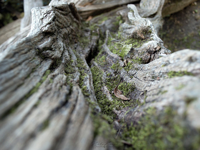 Details in the Nature close up details forest landscape nature photography tree wood