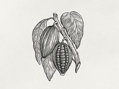 Cocoa beans botanical illustration branding cocoa engraving hand drawing illustration vector