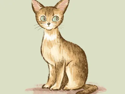 Abyssinian animal cat character kitten kitty pet