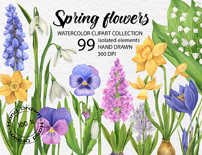Spring flowers watercolor hand drawn clipart collection blooming botanical bud clipart cottagecore daffodil floral gardening hand drawn hyacinth illustration lily of the valley muscari pansy png snowdrop spring flowers vintage flower watercolor art