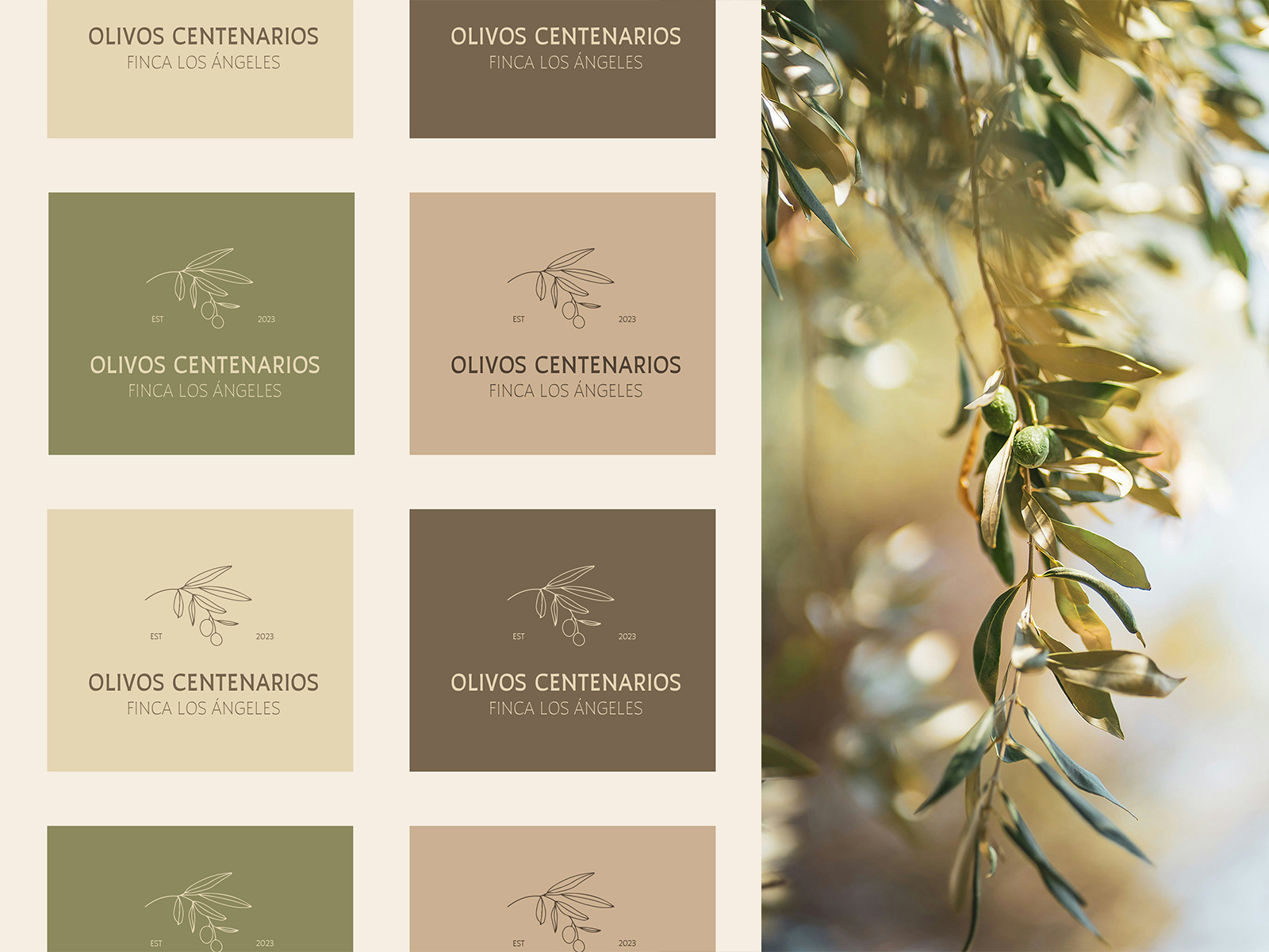 Olive Oil Branding by Santa Vinklere on Dribbble