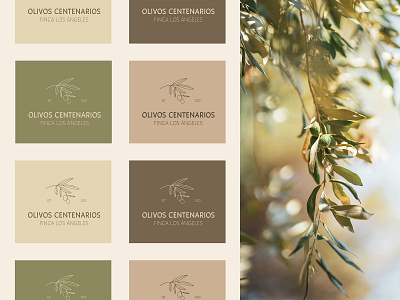 Olive Oil Branding brand brand design brand identity branding chic color palette creative direction graphic design label logo design minimal natural olive olive oil olive tree organic packaging spanish symbol visual identity