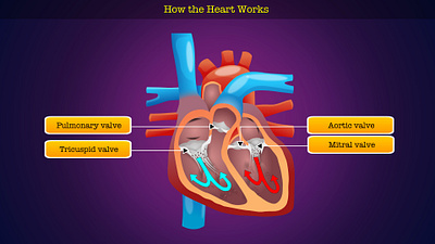 How Human Hear Works 2d anatomy animation biology diagram elearning explainer video graphic design heart human heart illustration medical motion graphics science
