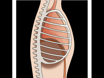 Human Respiration 2d anatomy animation breating explainer video graphic design human body medical motion graphics respiration rib cage science