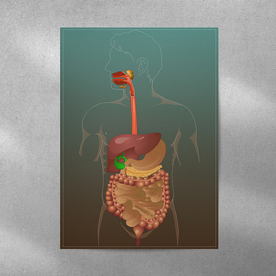 Medical Illustrations anatomy diagram graphic design human body illustration medical diagram