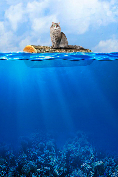 Cat at Sea cat cats graphic design photoshop