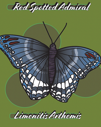 Insect Project IMS 259 adobe college college project design graphic design illustration vector
