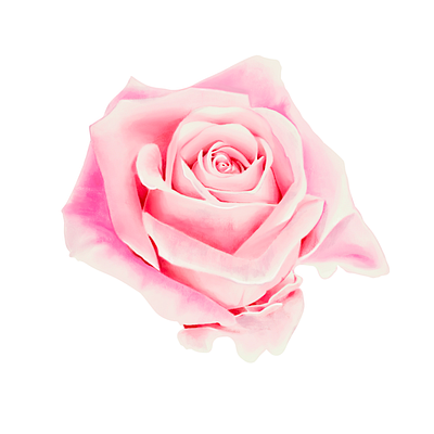 Rose digital painting procreate rose