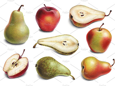 Illustrations of pears and apples