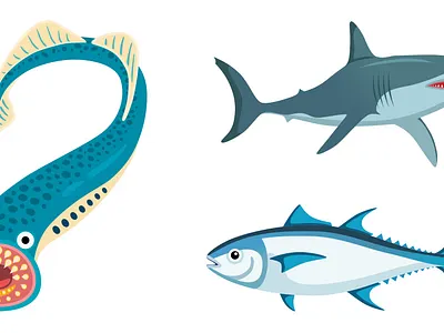 Illustrations for YouTube video about Lamprey fish design fish graphic design illustration lamprey fish ocean life salmon sea life shark vector youtube