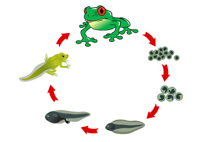 Metamorphosis of the frog changes design frog frogs eggs graphic design green frog illustration life circle metamorphosis vector youtube