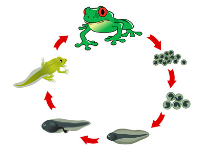 Metamorphosis of the frog changes design frog frogs eggs graphic design green frog illustration life circle metamorphosis vector youtube