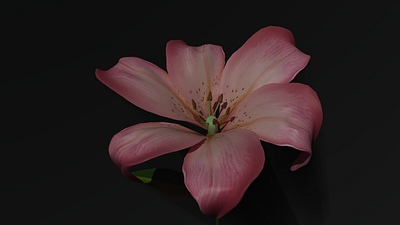 redshift lily blossoming animation animation c4d redshift