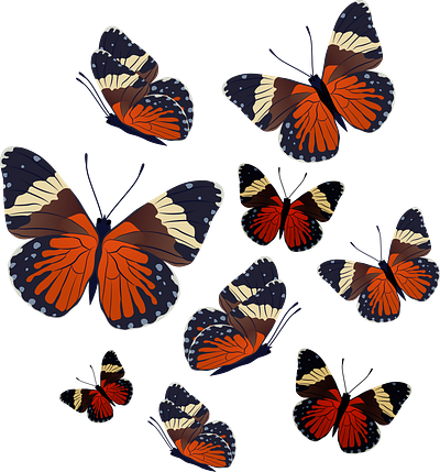 Butterfly Design animation branding design graphic design illustration illustrator logo vector