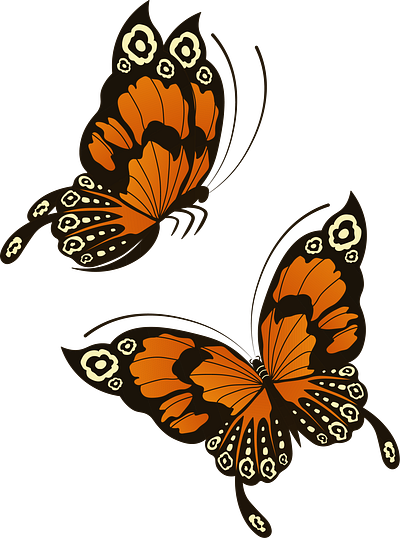 Butterfly Design animation design graphic design illustration illustrator logo vector