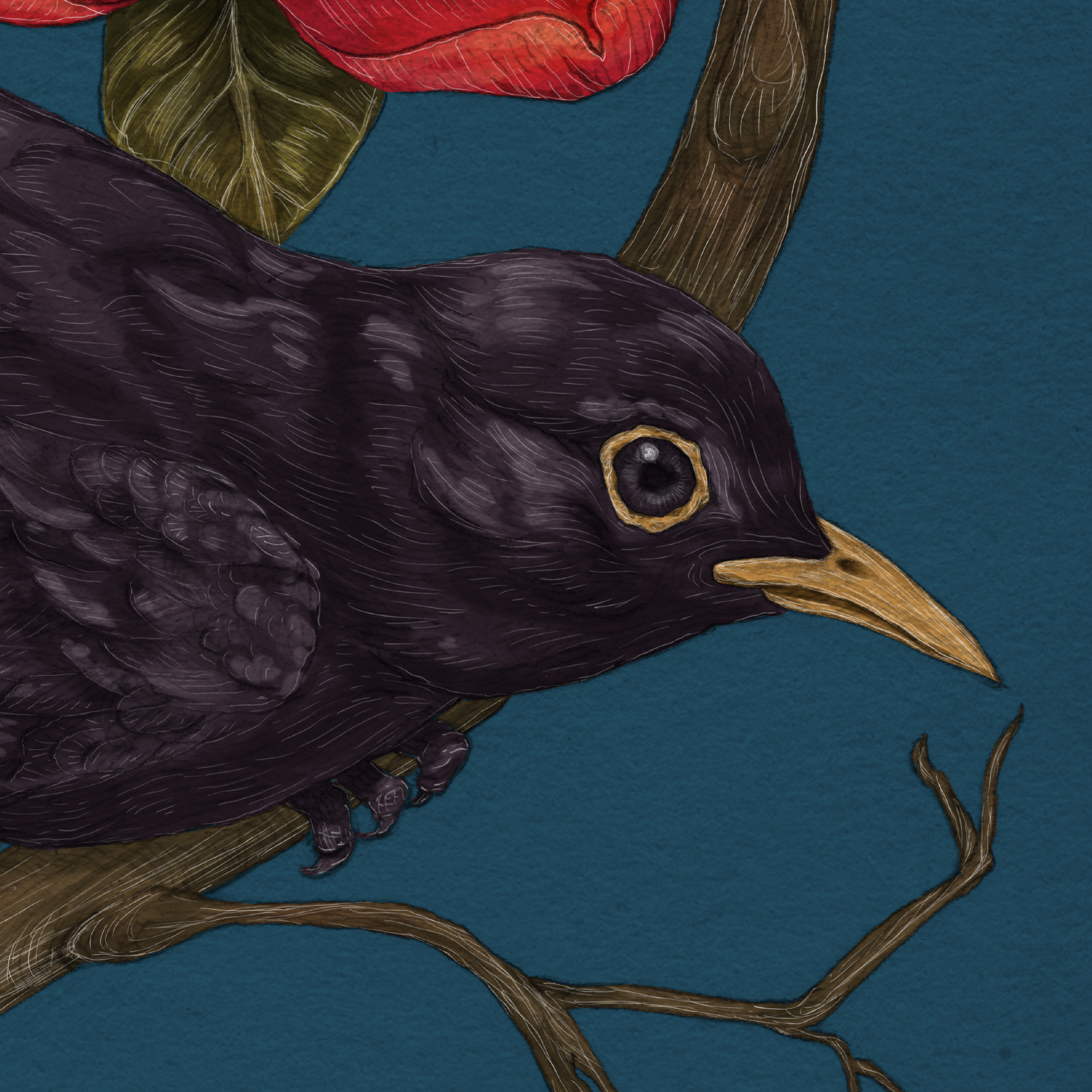 Blackbird & Peony Hand-drawn illustration (detail) bird blackbird decoration design drawing flower graphic design hand drawing illustration nature poeny vintage wallpaper
