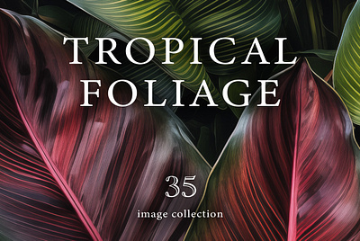 Tropical Foliage Images abstract art background foliage forest graphic green images leaf photo tropical