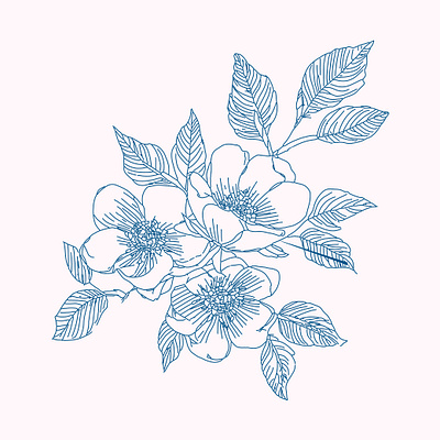 Rose hip contemporary line art artistic background blue boho branding design floral flower graphic design illustration line art logo pattern rough sketch stylized