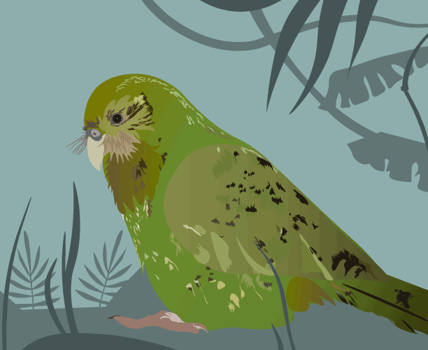 Kakapo animation gif illustration motion graphics