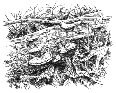 Decomposition art artist artwork drawing hand drawn illustration ink leaves mushroom nature plants