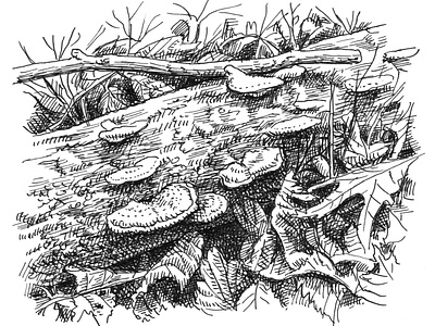 Decomposition art artist artwork drawing hand drawn illustration ink leaves mushroom nature plants