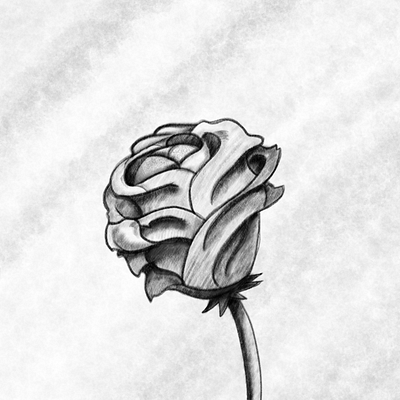 Rose design flower illustration rose
