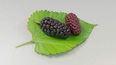 Mulberry 3D Model 3d 3d model black mulberry graphic design mulberry mulberry 3d model mulberry leaf plant 3d model red mulberry